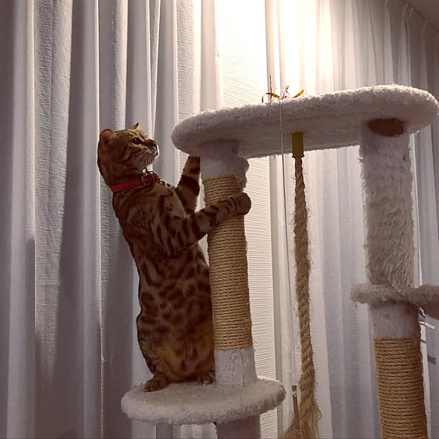 iranさんの実例写真