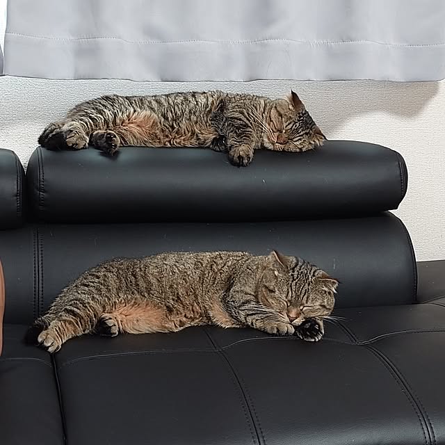 noguriさんの部屋