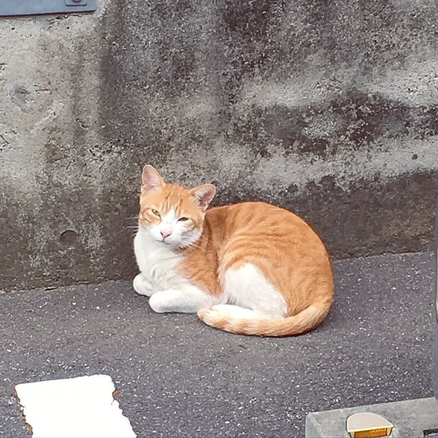 shigimiさんの実例写真