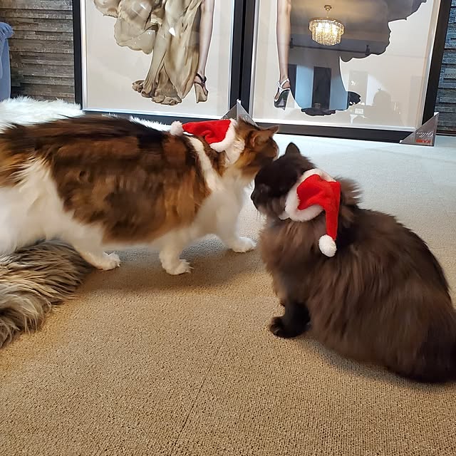 muku+maroさんの部屋