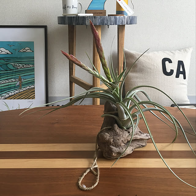Tillandsia-Loveさんの実例写真