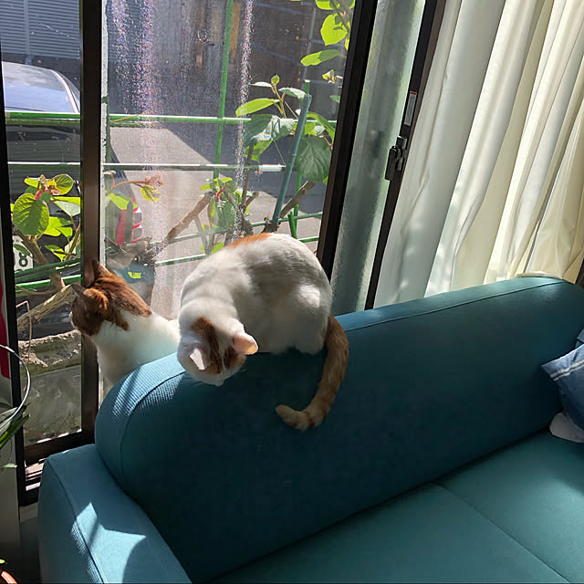 arayanさんの実例写真