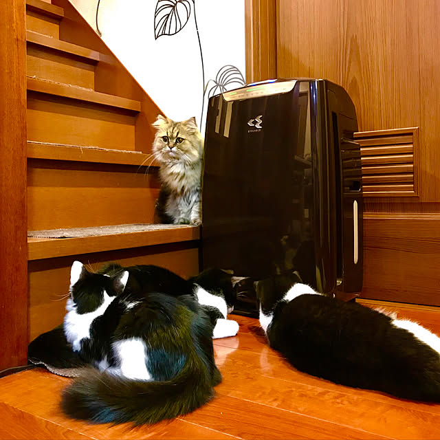 butachanさんの実例写真