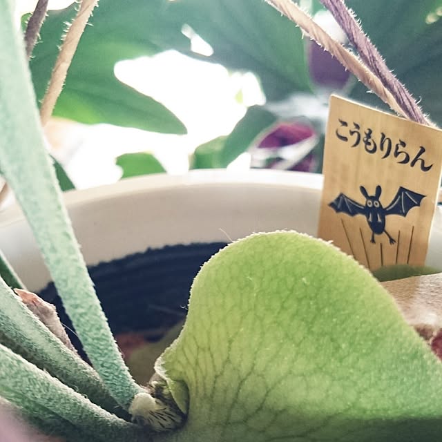 kotorinさんの実例写真