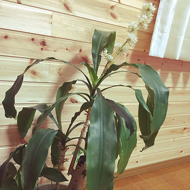 noanoaさんの実例写真