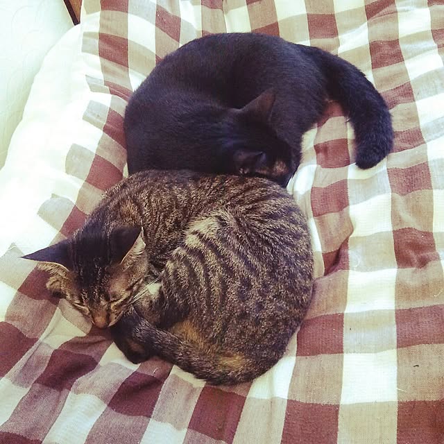 kuromiさんの実例写真