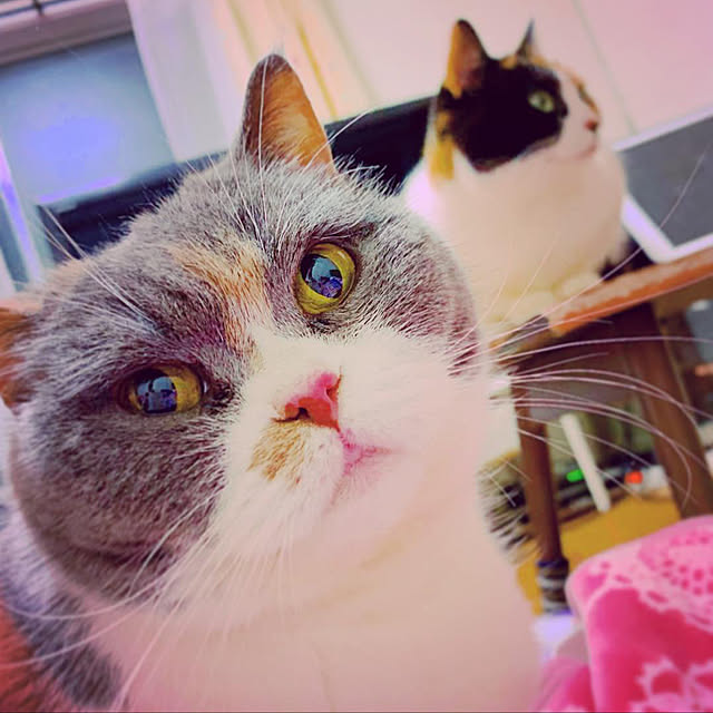 実例写真