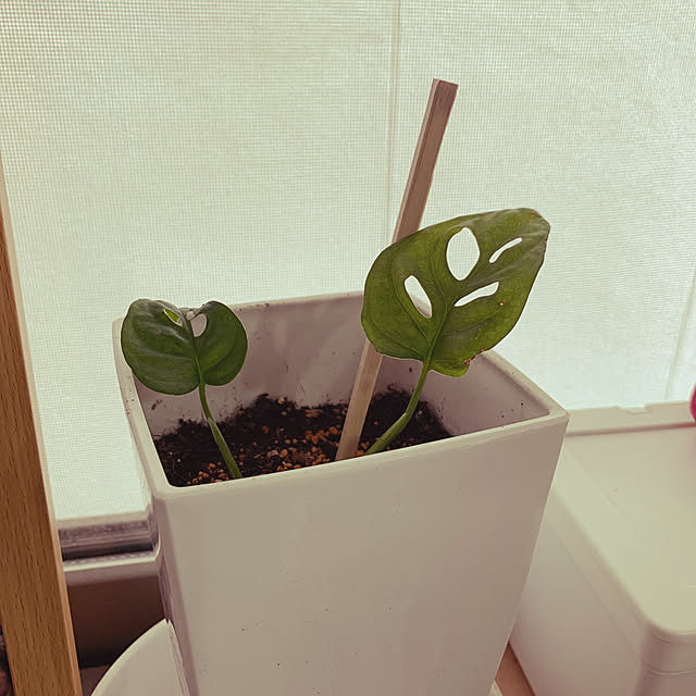 観葉植物のある部屋/みどりある生活/みどりのある暮らし/観葉植物のある暮らし/RoomClip運営チームの皆様に感謝♡...などのインテリア実例 - 2023-06-28 08:25:33