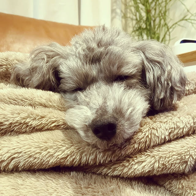 coochanさんの部屋