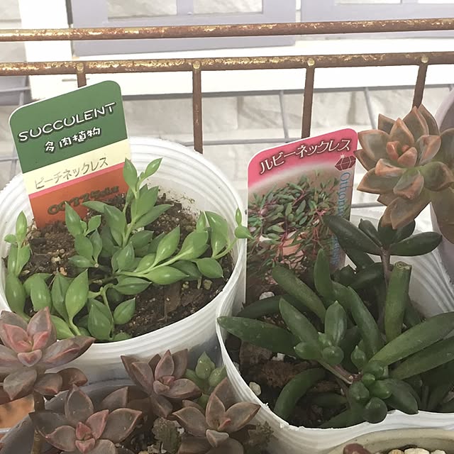 nomnom888さんの実例写真