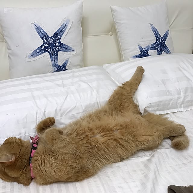 mamizoさんの実例写真