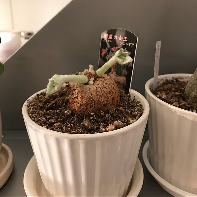 momokumiさんの実例写真
