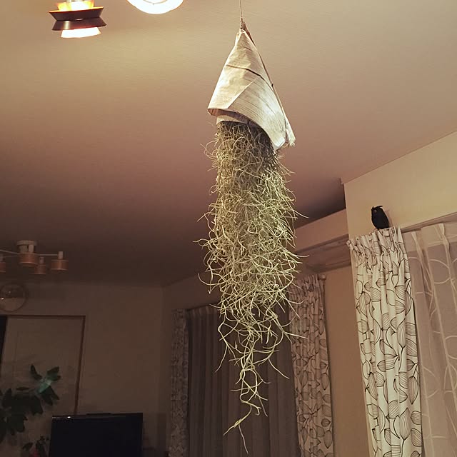dicekbeetleさんの実例写真