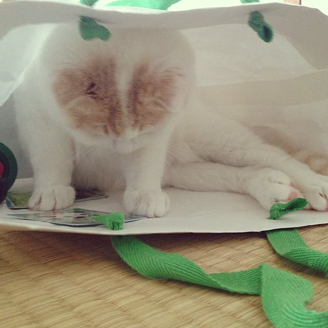 onojiijiさんの実例写真