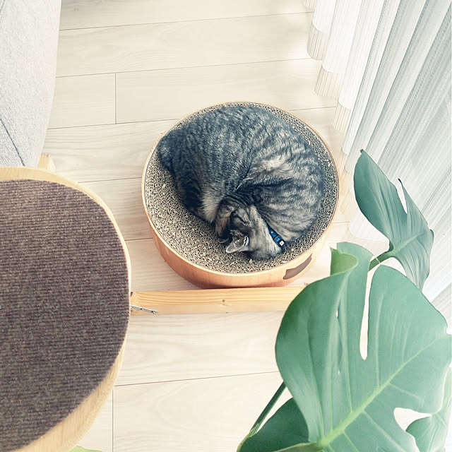miumiuさんの実例写真