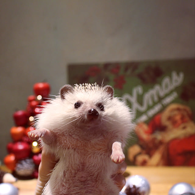 Chikakoさんの実例写真