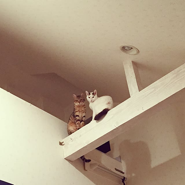 acooさんの実例写真