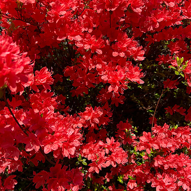 happy-sachiさんの実例写真