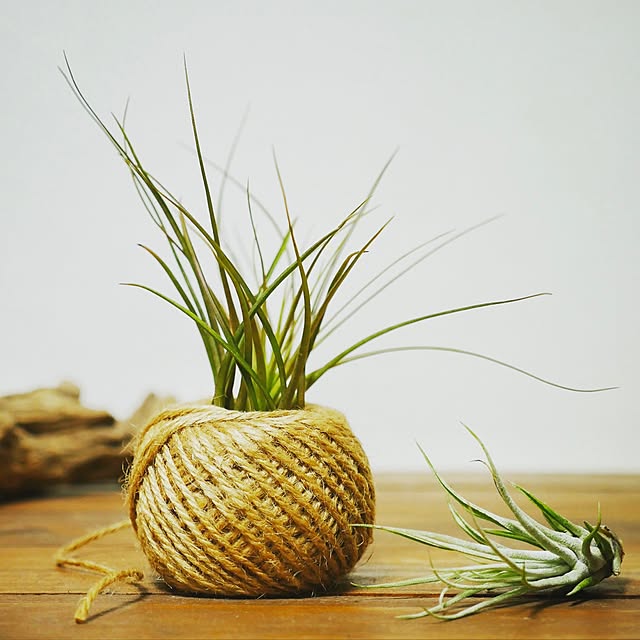 棚/観葉植物/エアプランツ/一人暮らし/グリーンのある暮らし...などのインテリア実例 - 2017-03-08 14:13:00