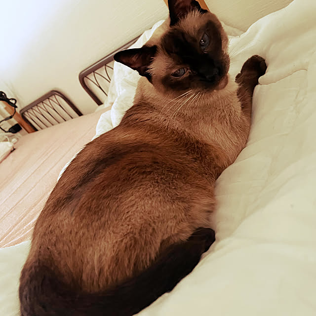 chatnoirさんの実例写真