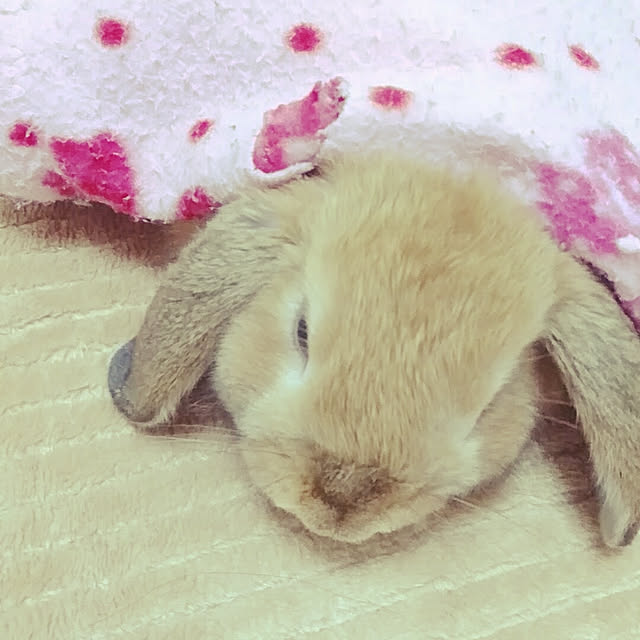 ruruさんの実例写真