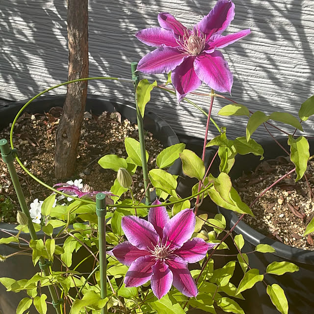 maaLさんの実例写真