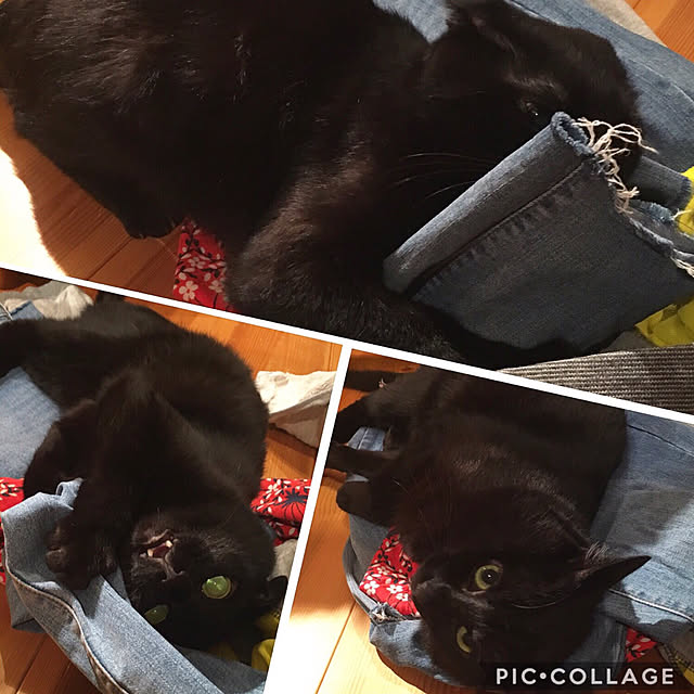 pitaさんの実例写真