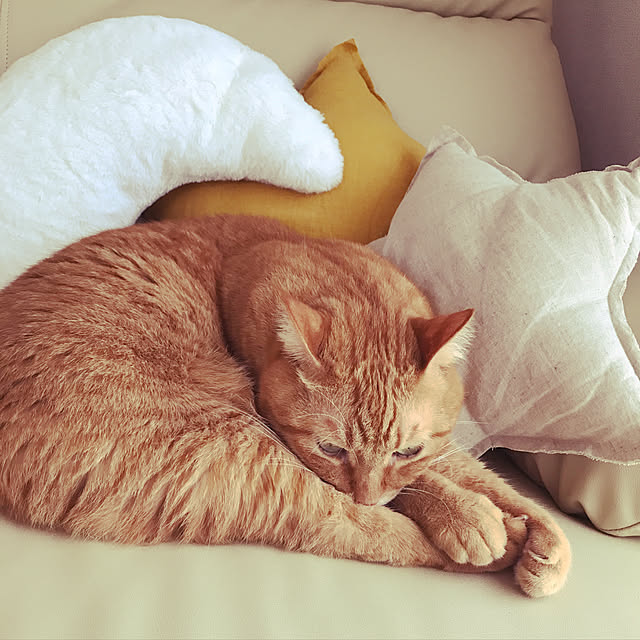 catさんの実例写真