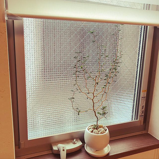 Shihoさんの実例写真