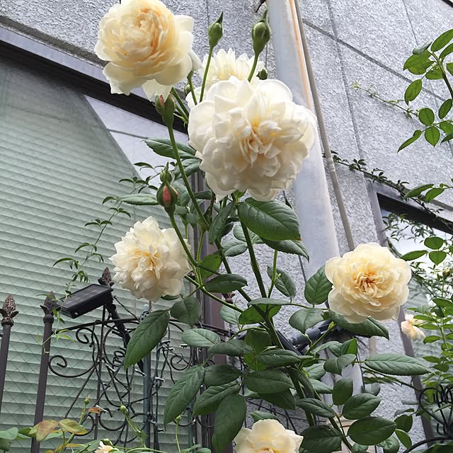 greenroseさんの実例写真