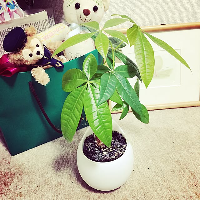 リビング/グリーン/観葉植物/無印良品/パキラ...などのインテリア実例 - 2017-05-30 23:01:50