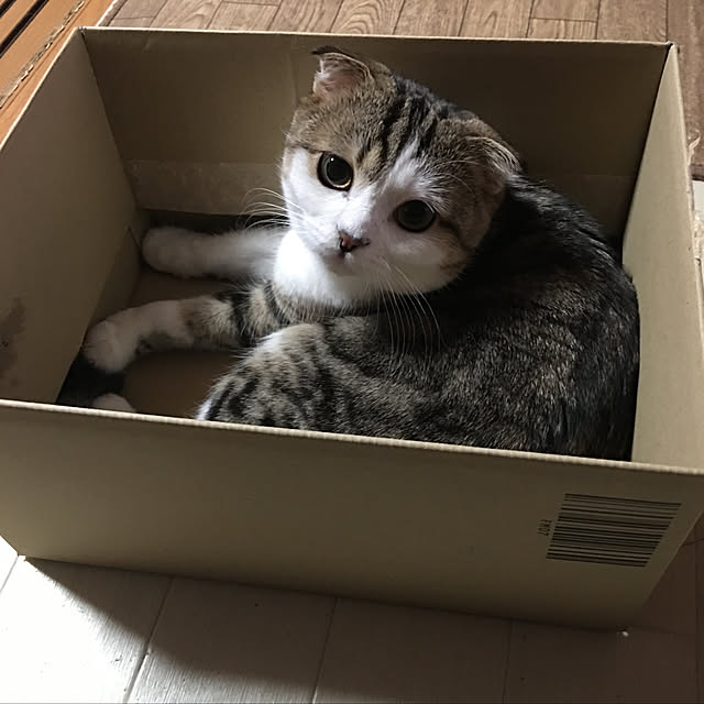 CATさんの実例写真
