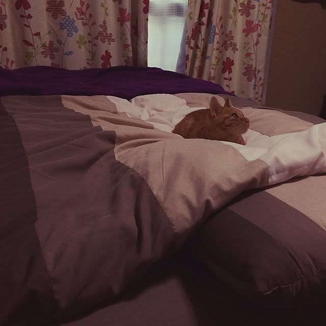 miksukeさんの実例写真