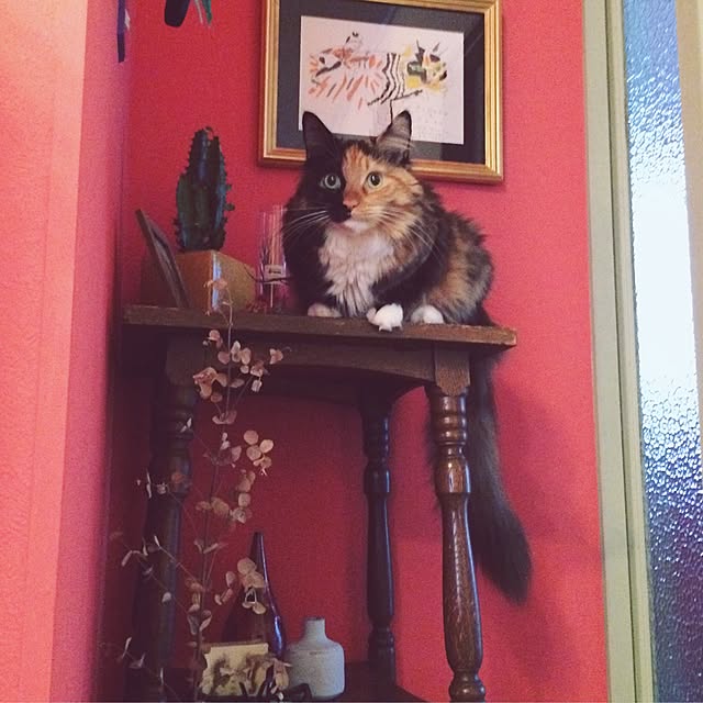 nekobusさんの実例写真