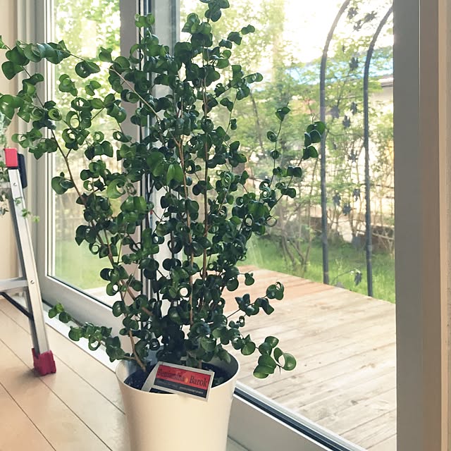 LEMONさんの実例写真