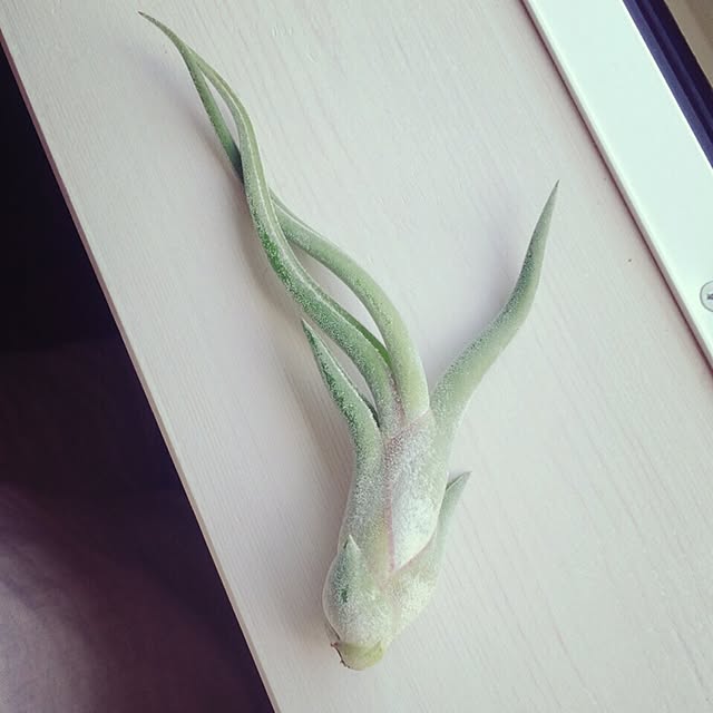 cocoさんの実例写真