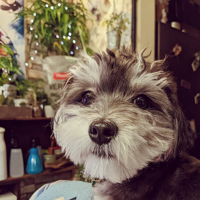 GINさんの実例写真