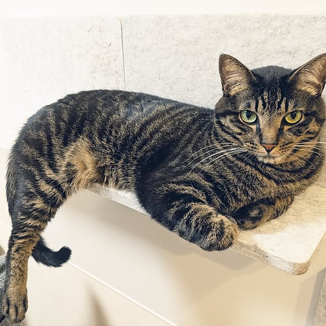 hihaさんの実例写真