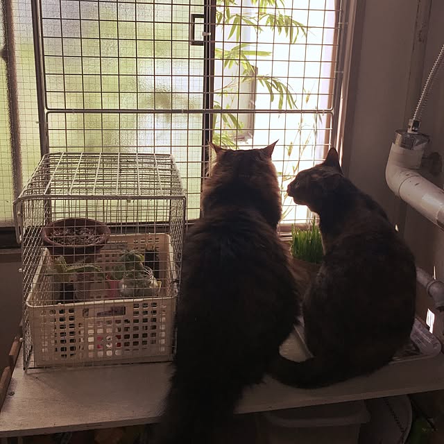 nekoyonさんの実例写真