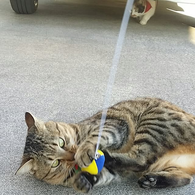 lemoned1126さんの実例写真