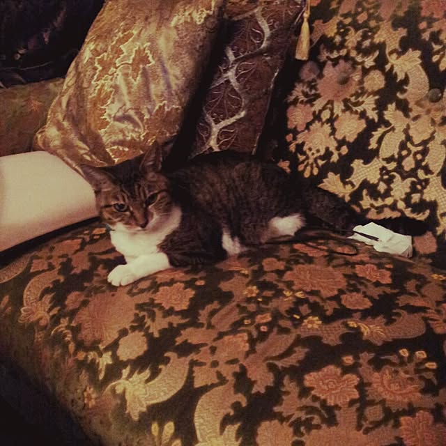emmyyさんの実例写真