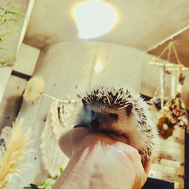 Chikakoさんの実例写真