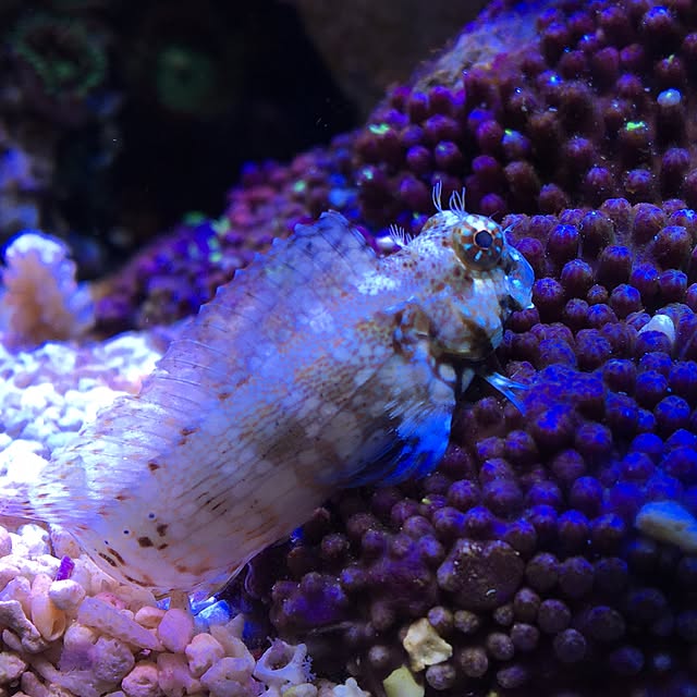aquarium_seaさんの実例写真