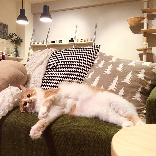 Reikoさんの実例写真