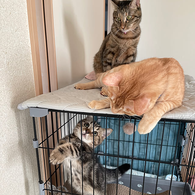 chiiさんの実例写真
