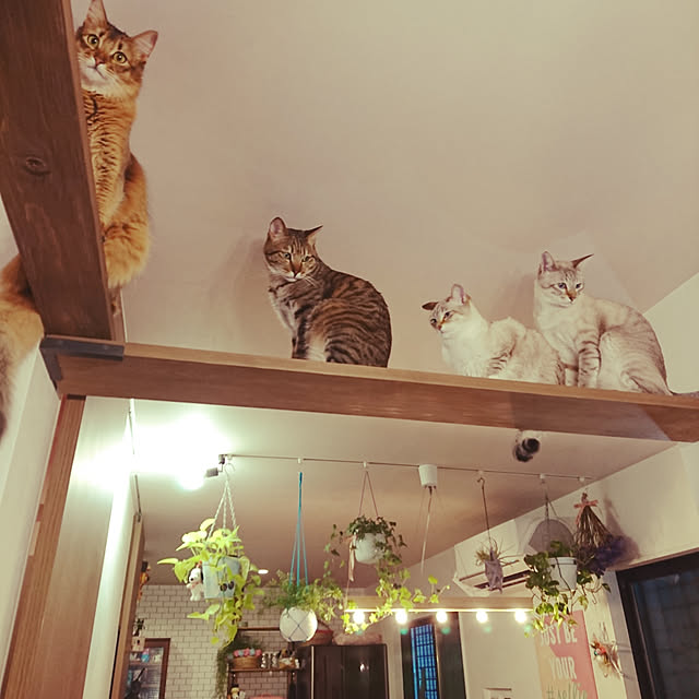 poniさんの実例写真