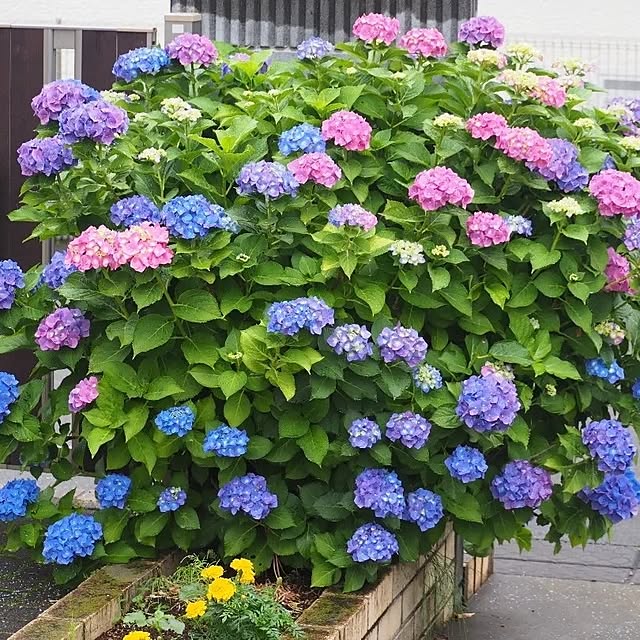 aoimomoさんの実例写真