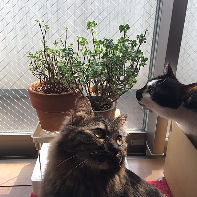 mikomaruさんの実例写真