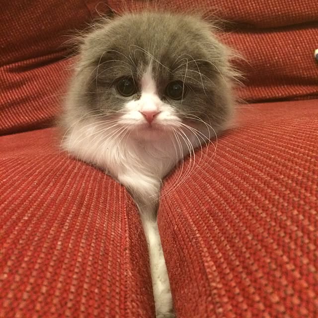 natsukinokoさんの実例写真