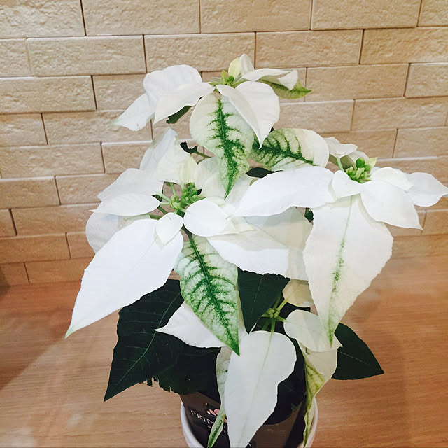 Chiakiさんの実例写真